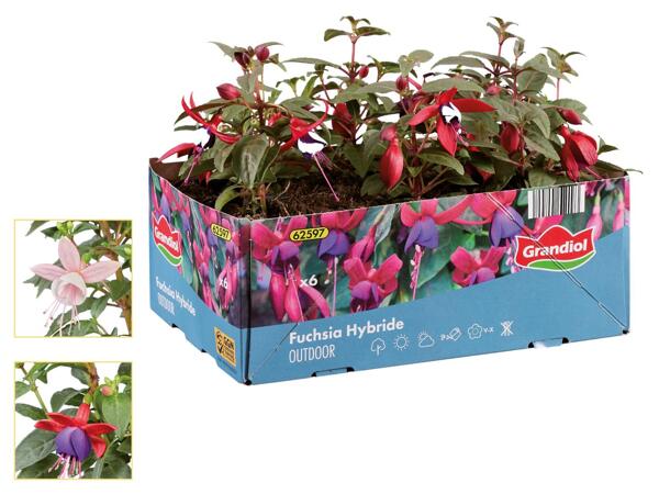 Fuchsien 6er-Tray