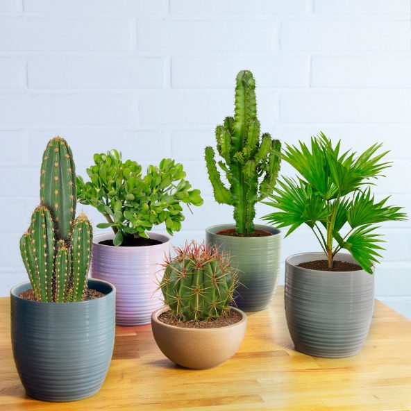 Kaktus eller palme