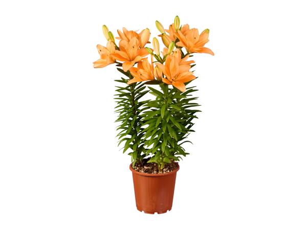 Lilium