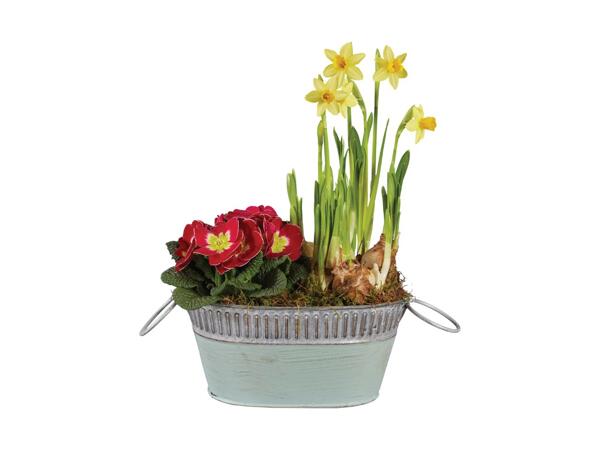 Spring Colour Planter