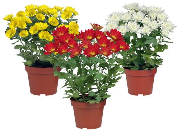 Chrysanthemen mehrtrieber