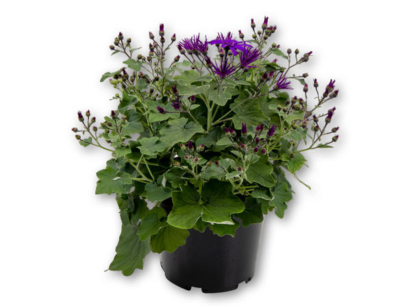 Senetti