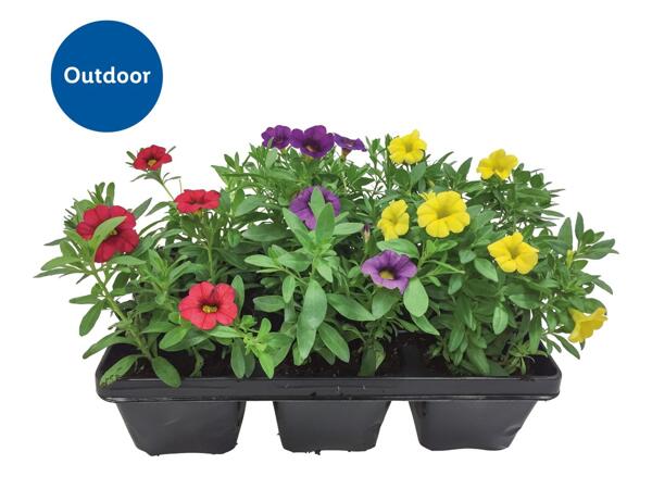 Bedding Plants