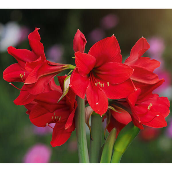 Amaryllis