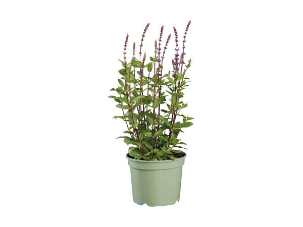 Stor staudeplante