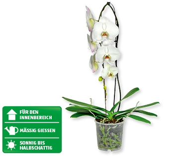 Phalaenopsis Cascade