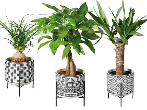 Easy Care Pflanze in Keramik mit Metallgestell