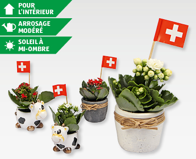 Kalanchoe dans pot en ciment ou en forme de vache