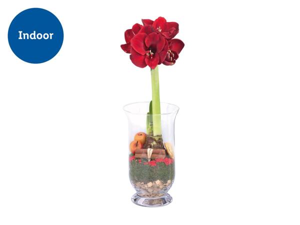 Amaryllis In Glass Vase