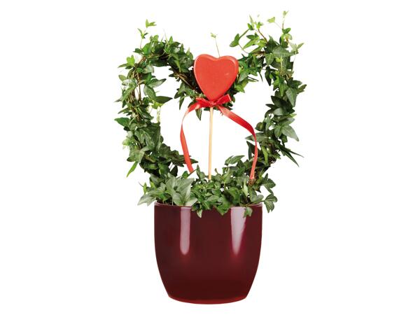 Anthurium, Rose or Ivy