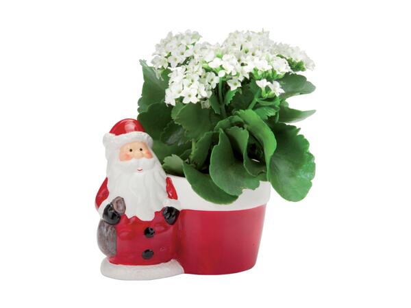 Christmas Plant in Ceramic