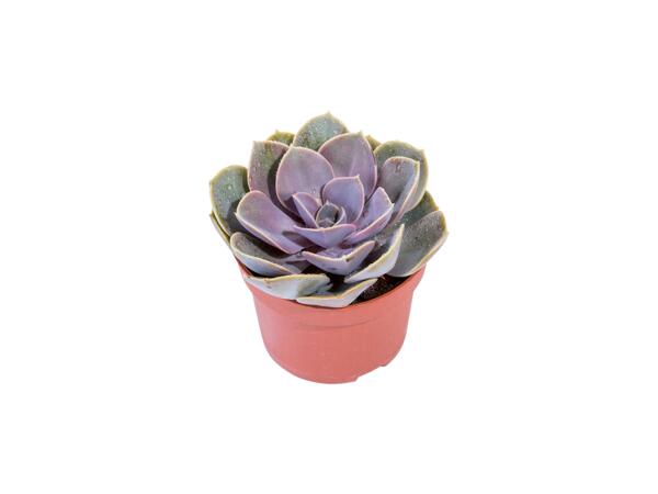 Succulents