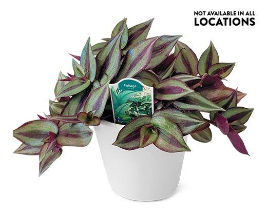 5" Foliage Assorted Varieties