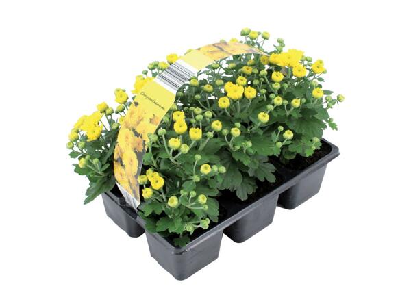 Krysantemum