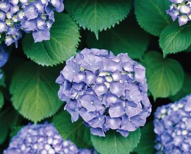 Gardenline Perennial Shrubs