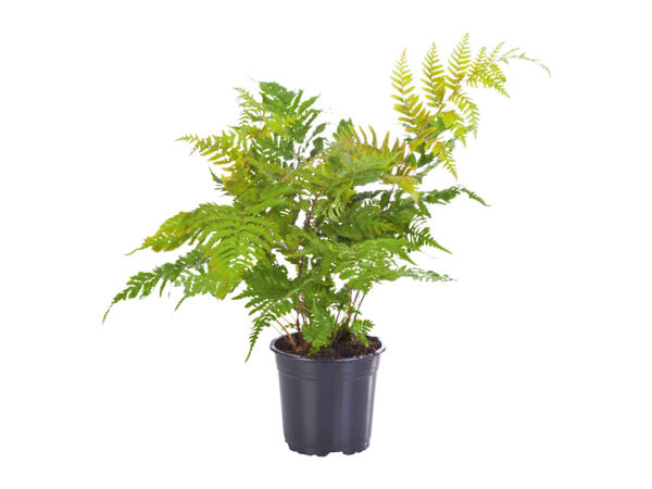 Hardy Fern Mix