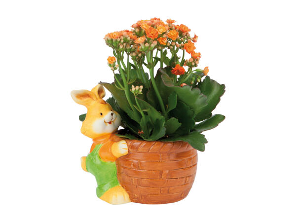 Easter Bunny with Kalanchoe