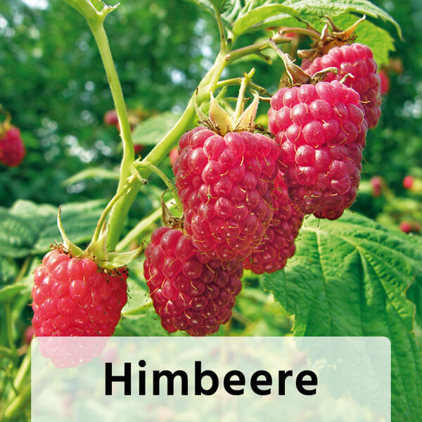 Himbeeren / Brombeeren XL – die Großen
