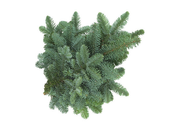 Branches de sapin noble