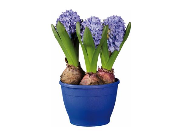 Potted Hyacinth Bulbs