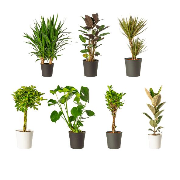 Plante solitaire