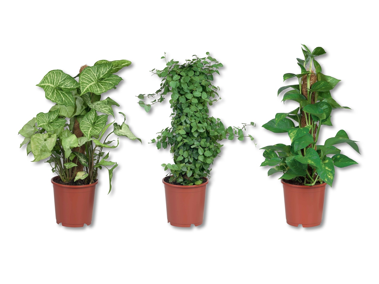 Plante verte ou plante sur tuteur mousse