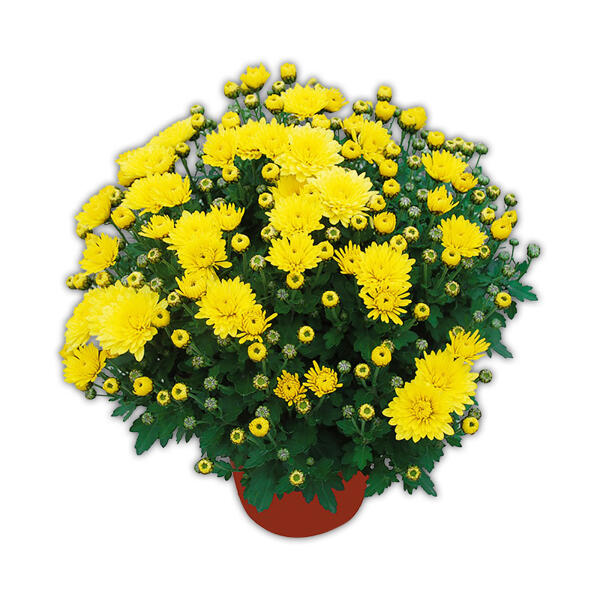 Garten-Chrysantheme