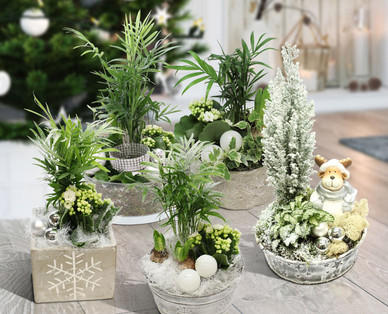 Winterliches Arrangement