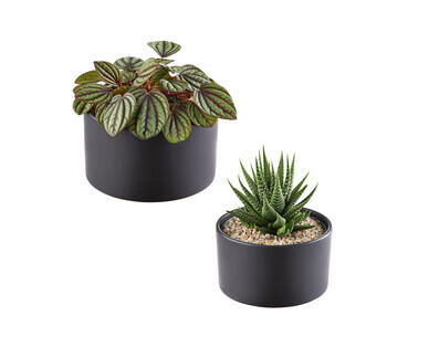 Plant with Ceramic Pot