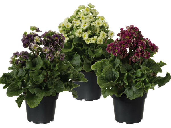 Primula Pricanto