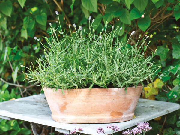 Lavendel Thumbelina