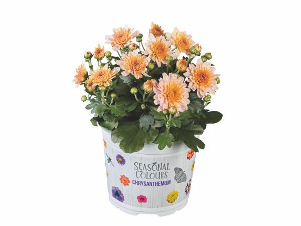 Multi-flowered chrysanthemum