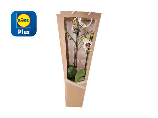 Phalaenopsis 2-Stieler im Display Design