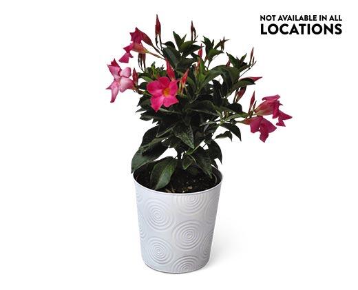 Summer Tropical Plant