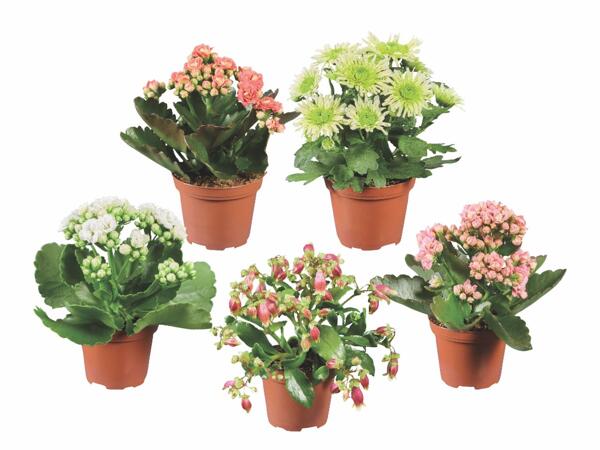 Flowering Plants