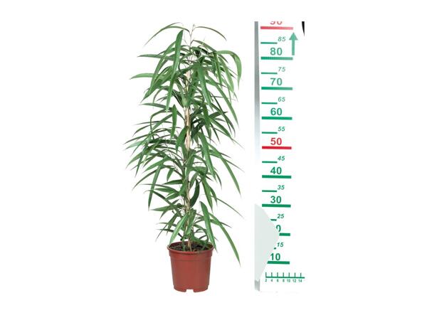 Houseplants