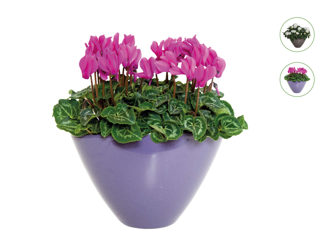 Azalea or Cyclamen in Ceramic1