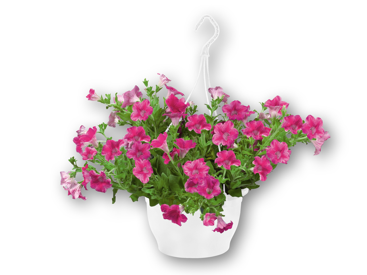 Ampelplante
