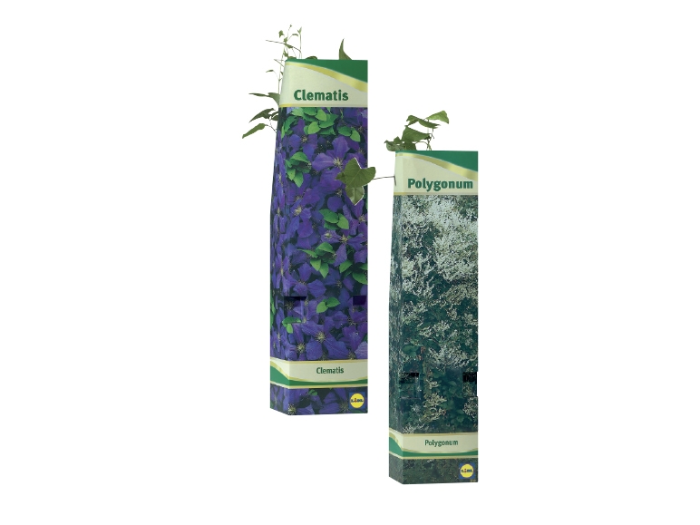 Assorted Climbing Plants