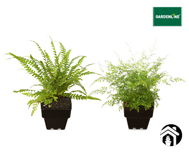 Ferns 90mm
