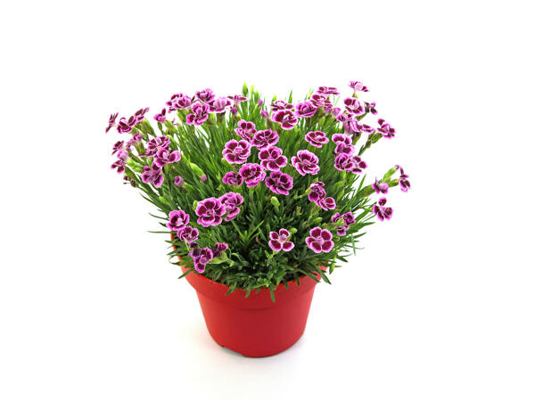 Osteospermum ou Dianthus pink kisses dans un pot