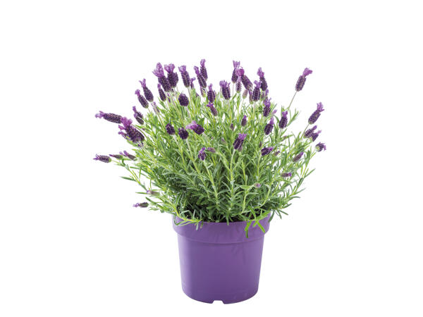 Large Lavender