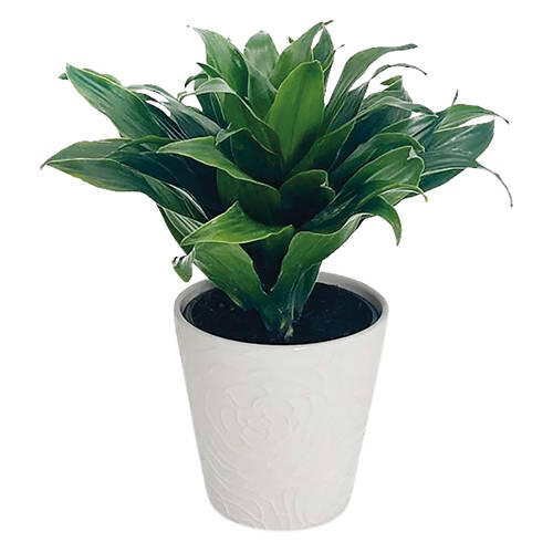 5" Foliage Plant - Assorted