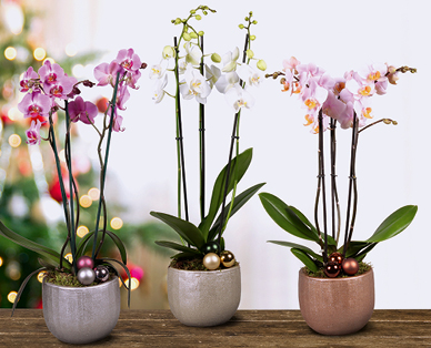 Orchidée à 3 panicules