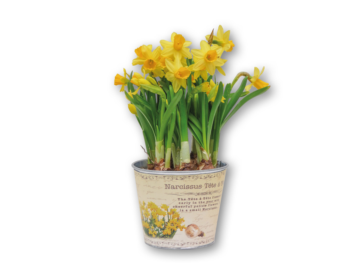 Blomsterløg i zinkpotte