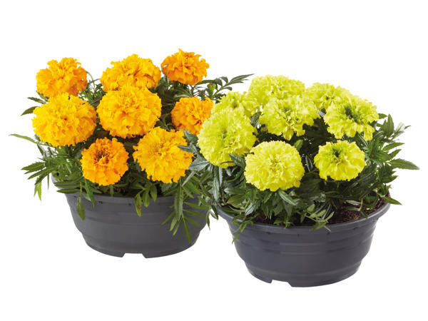 TAGETES I KRUKA