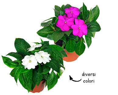 IMPATIENS