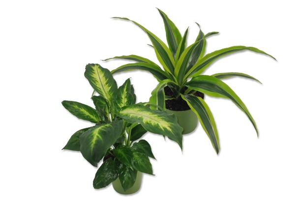Green Plants