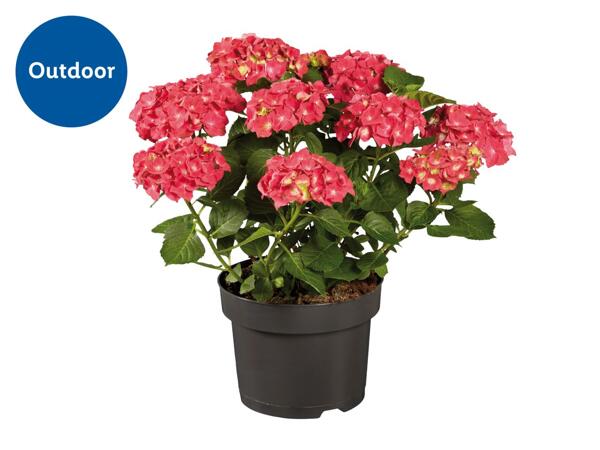 Garden Hydrangea
