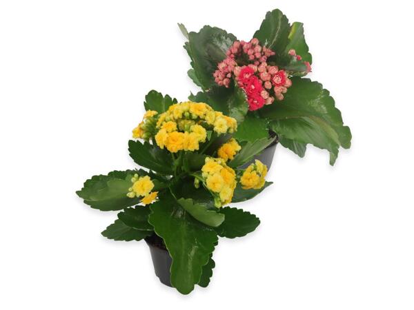 Kalanchoe